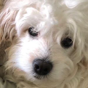 Meet your Posher, Sareya